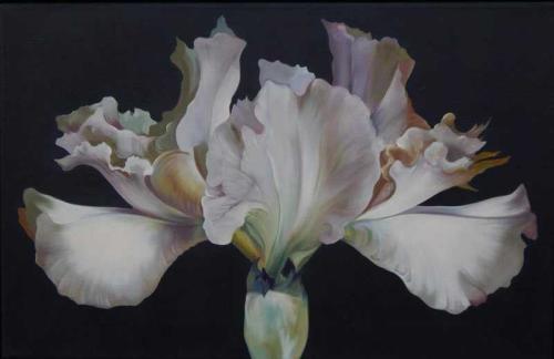Iris on Dark Grey by Lowell Nesbitt