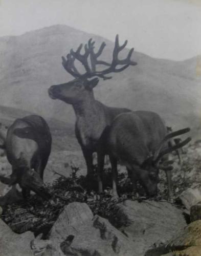 Reindeer - Alaska by Lomen Brothers