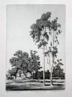 Eucalyptus Trees - Santa Barbara by George Elbert Burr